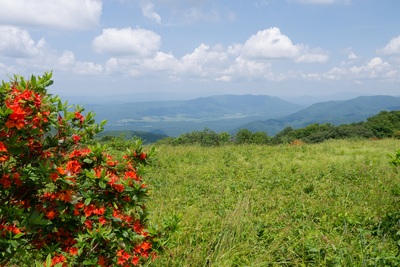 gregory bald is one of the best day hikes in Great Smoky Mountains National Park