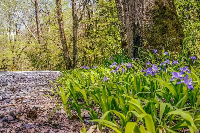 wildflowers in the Smoky Mountains along a trail