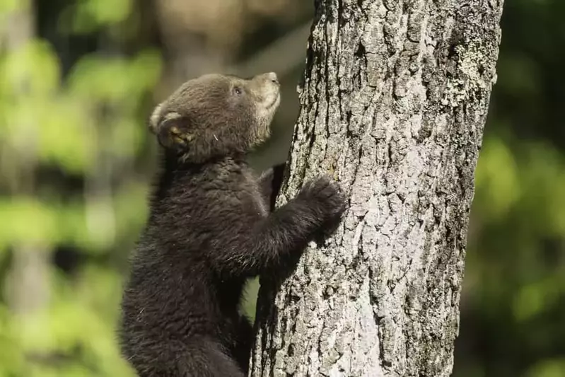 black bear cub in the Smoky Mountains