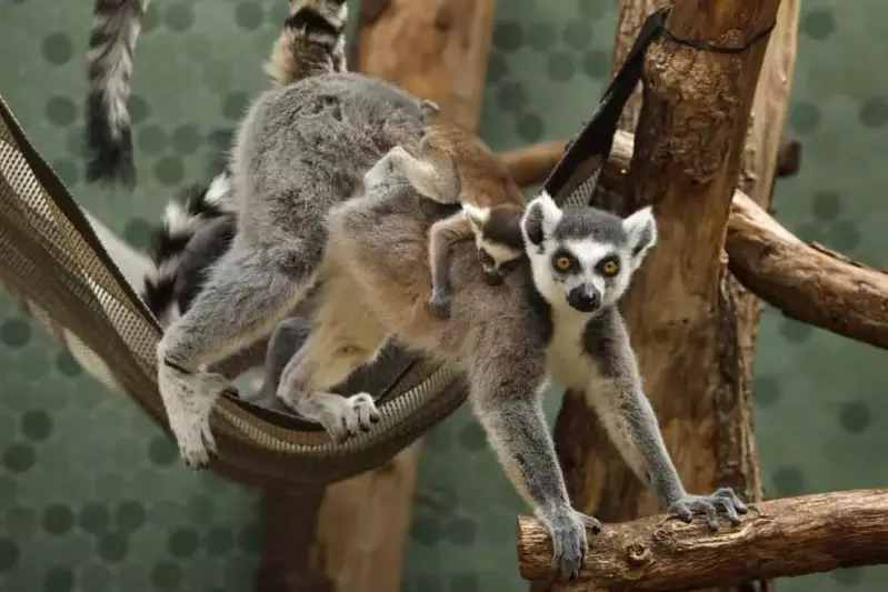 ring tailed lemur at Rainforest Adventures in Sevierville