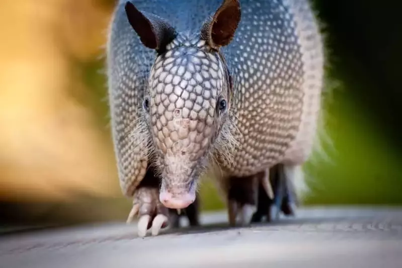 Close-up photo of an armadillo walking.