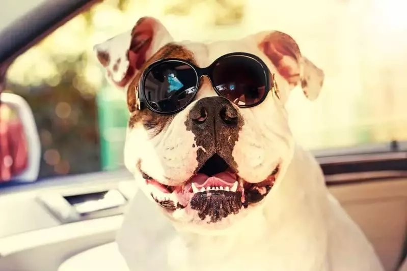 dog traveling to a pet friendly Smoky Mountain cabin