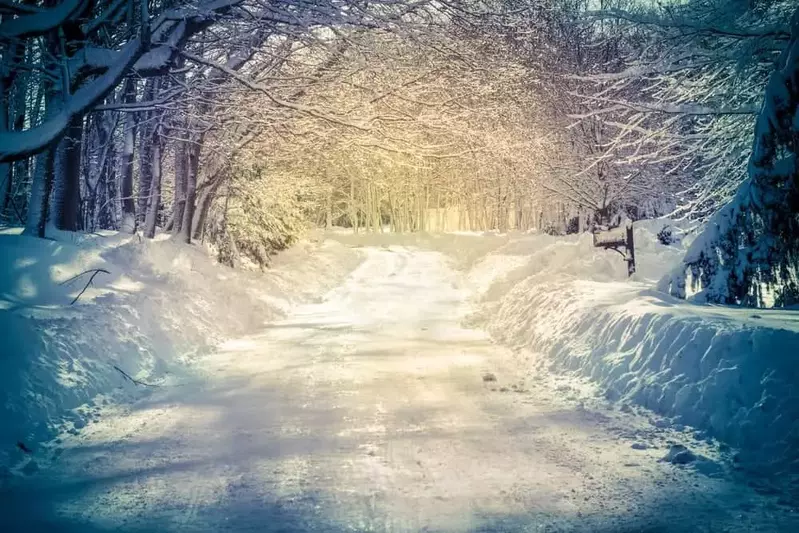 Snowy path with trees