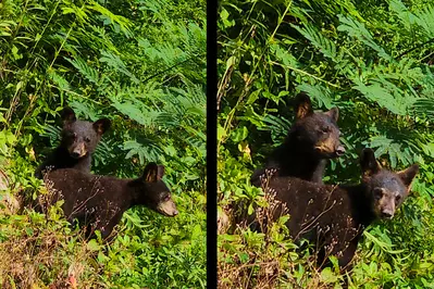 Bear Vista View