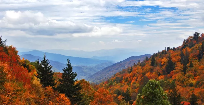 Three Little Bears In The Smokies