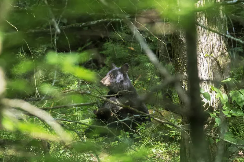 Three Little Bears In The Smokies