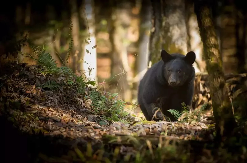 Three Little Bears In The Smokies