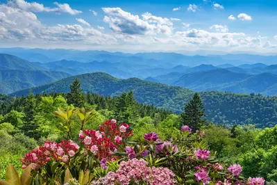 spring flowers smoky mountains