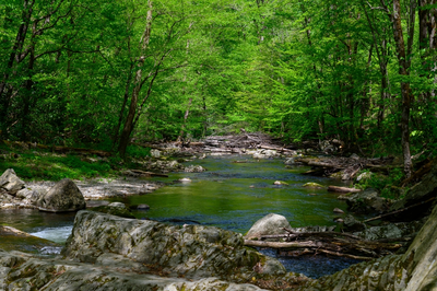 smoky mountain creek in summer