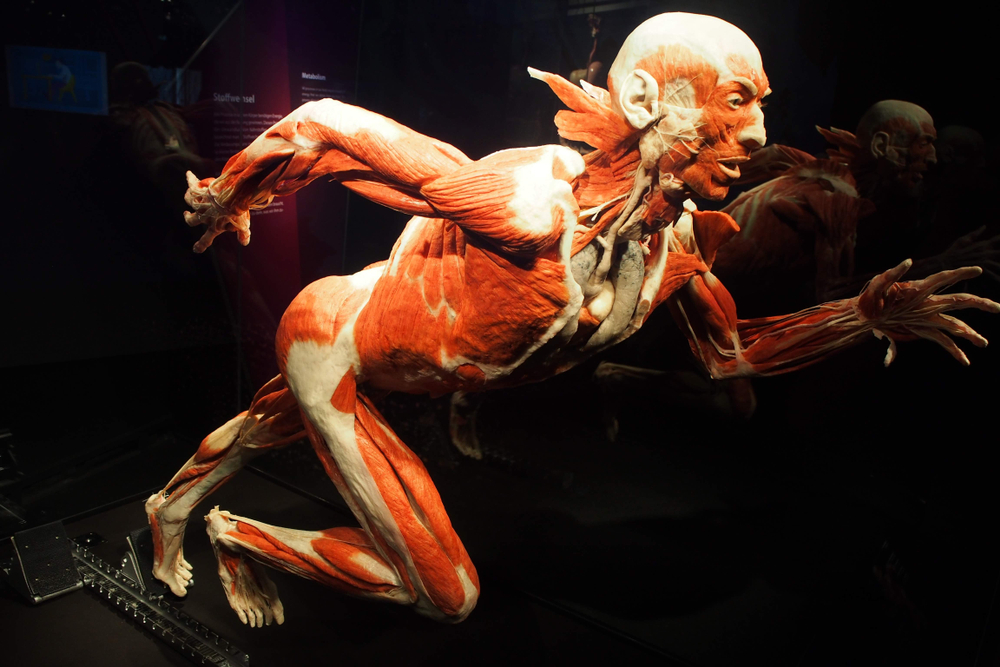 exhibit of human body in motion