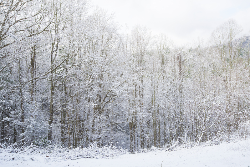 snowy woods in Smoky Mountains