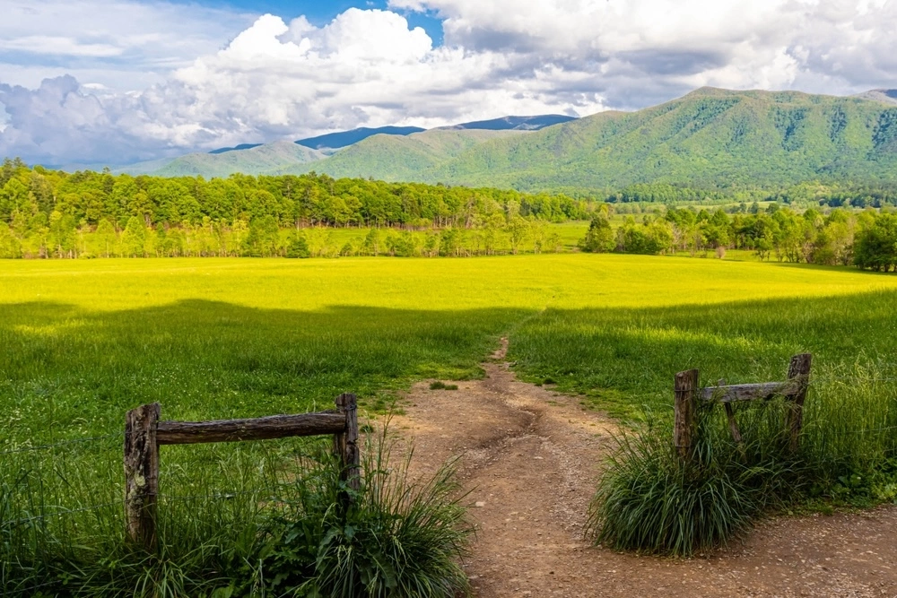 Cades Cove meadow