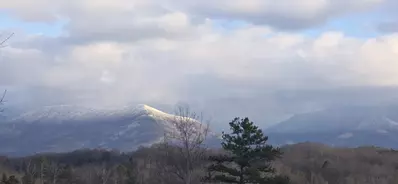 Birds Perch Bluebird