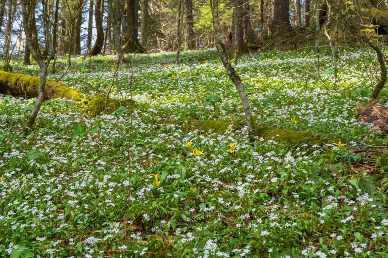 wildflowers during spring in the smoky mountains