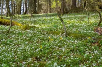 wildflowers during spring in the smoky mountains