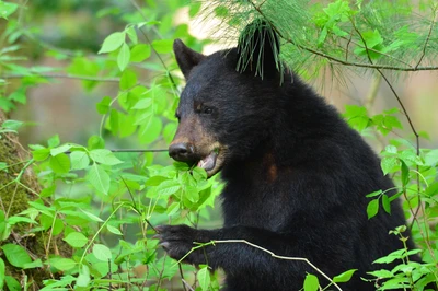 bears in the Smoky Mountains