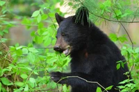 bears in the Smoky Mountains