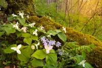smoky mountain wildflowers